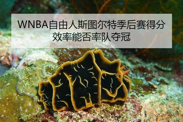 WNBA自由人斯图尔特季后赛得分效率能否率队夺冠